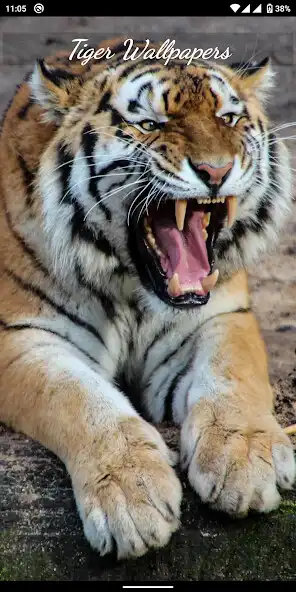 Play Tiger HD, 4K Wallpapers  and enjoy Tiger HD, 4K Wallpapers with UptoPlay