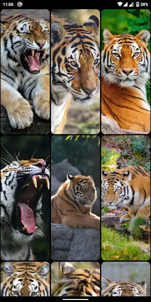 Play Tiger HD, 4K Wallpapers as an online game Tiger HD, 4K Wallpapers with UptoPlay