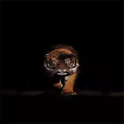 Play Tiger HD Wallpaper