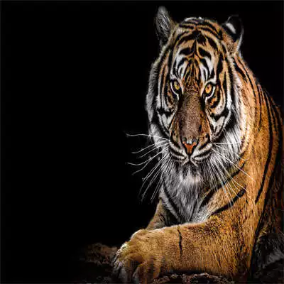 Play Tiger HD Wallpaper