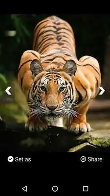 Play Tiger HD Wallpaper