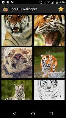 Play Tiger HD Wallpaper