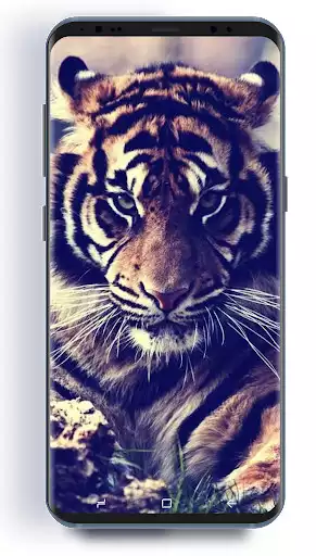 Play Tiger Hd Wallpapers  and enjoy Tiger Hd Wallpapers with UptoPlay