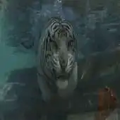 Free play online Tiger In Water Live Wallpaper APK