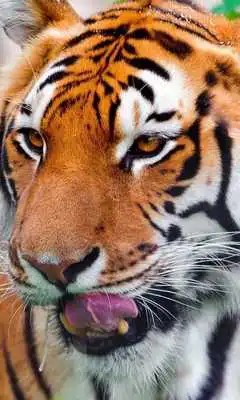 Play Tiger Jigsaw Puzzle