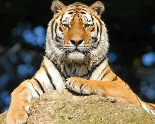Play Tiger Jigsaw Puzzle