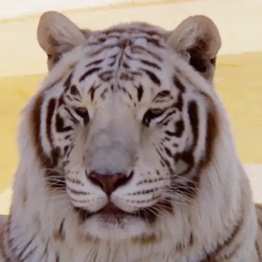 Play Tiger Live Wallpaper Pro APK Play Tiger Live Wallpaper Pro APK