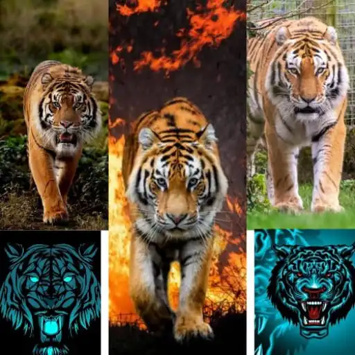 Play tiger pictures wallpapers APK Play tiger pictures wallpapers APK