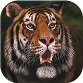 Free play online Tiger Puzzle APK