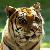 Free play online Tiger Puzzles. APK Free play online Tiger Puzzles. APK
