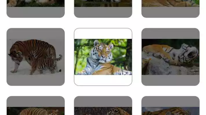 Play Tiger Puzzles.