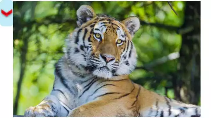 Play Tiger Puzzles.
