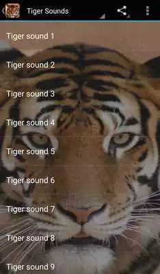 Play Tiger Sounds Play Tiger Sounds