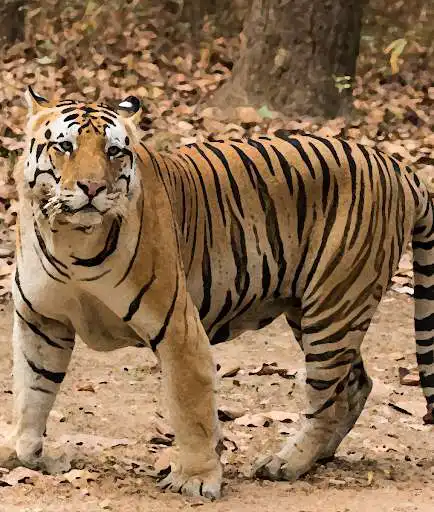 Play APK Tiger Sounds ~ Sboard.pro  and enjoy Tiger Sounds ~ Sboard.pro with UptoPlay pro.sboard.ringtone.Tiger