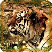 Free play online Tigers Predators LWP APK