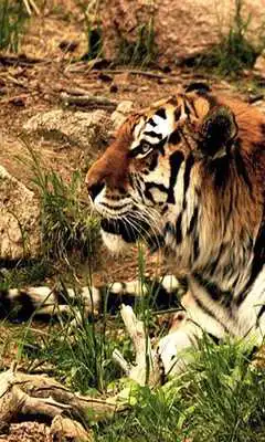 Play Tigers Predators LWP