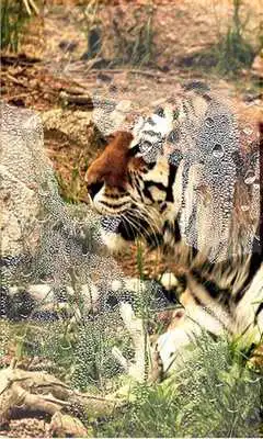 Play Tigers Predators LWP