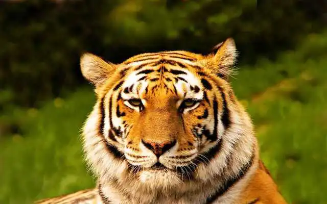 Play Tigers Predators LWP