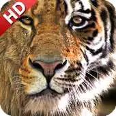 Free play online Tiger Vs Lion Wallpaper APK