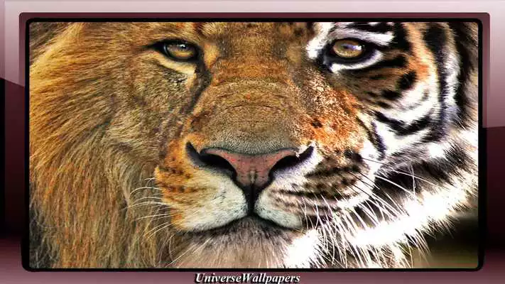 Play Tiger Vs Lion Wallpaper