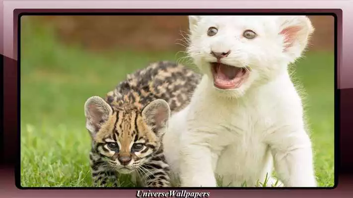 Play Tiger Vs Lion Wallpaper