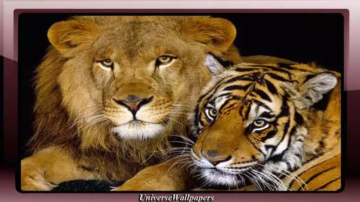 Play Tiger Vs Lion Wallpaper