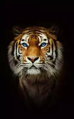 Play Tiger Wallpaper 4k - Best Cool Tiger Wallpapers