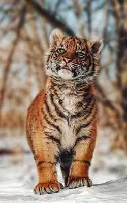 Play Tiger Wallpaper 4k - Best Cool Tiger Wallpapers