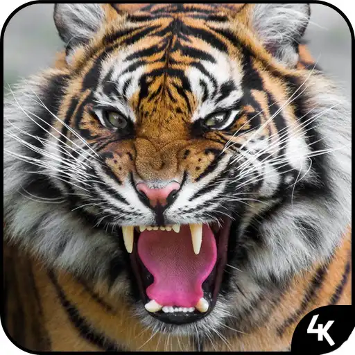 Play Tiger Wallpaper 4K APK