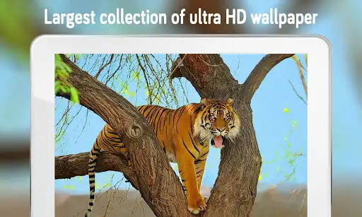 Play Tiger Wallpaper 4K as an online game Tiger Wallpaper 4K with UptoPlay