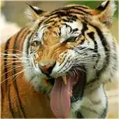 Free play online Tiger Wallpaper - Fancy Free APK Free play online Tiger Wallpaper - Fancy Free APK