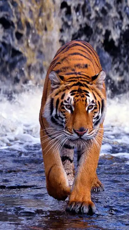 Play Tiger Wallpaper - Fancy Free