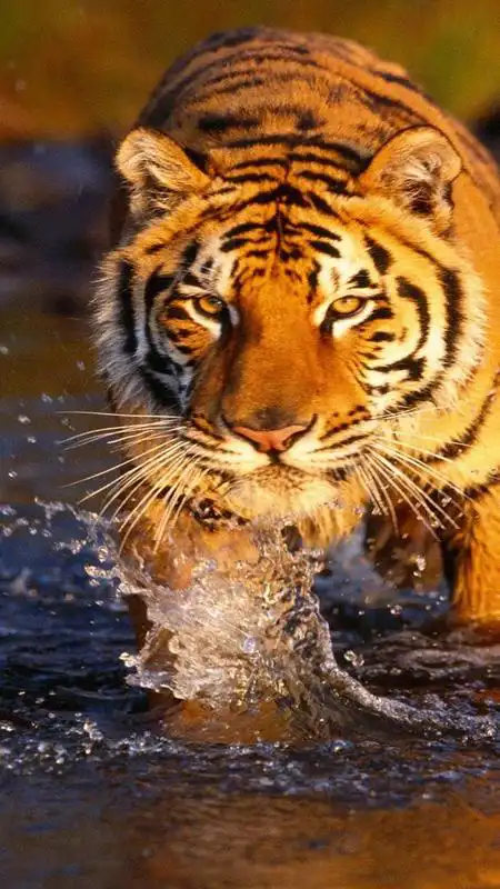 Play Tiger Wallpaper - Fancy Free