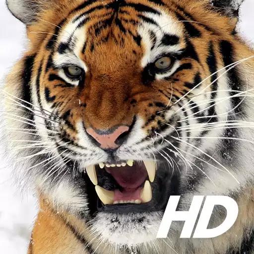 Play Tiger Wallpaper HD APK Play Tiger Wallpaper HD APK