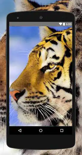 Play Tiger Wallpapers 4K UHD Play Tiger Wallpapers 4K UHD