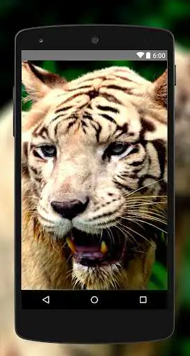 Play Tiger Wallpapers 4K UHD Play Tiger Wallpapers 4K UHD