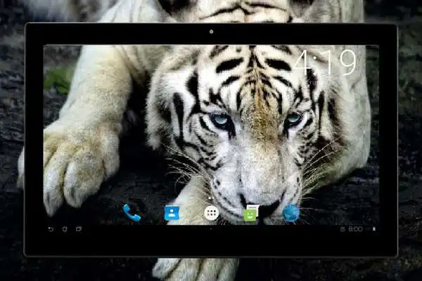 Play Tiger Wallpapers 4K UHD Play Tiger Wallpapers 4K UHD