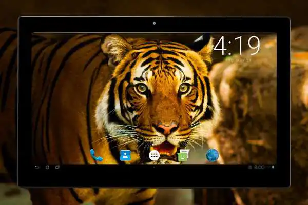 Play Tiger Wallpapers 4K UHD Play Tiger Wallpapers 4K UHD