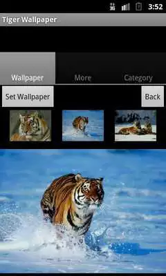 Play Tiger Wallpaper Play Tiger Wallpaper