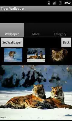 Play Tiger Wallpaper Play Tiger Wallpaper