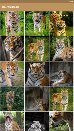 Play Tiger Wallpapers HD  and enjoy Tiger Wallpapers HD with UptoPlay