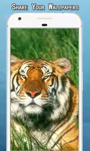 Play Tiger Wallpapers HD as an online game Tiger Wallpapers HD with UptoPlay
