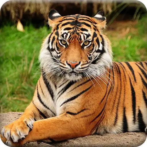 Play Tiger Wallpapers Offline APK Play Tiger Wallpapers Offline APK