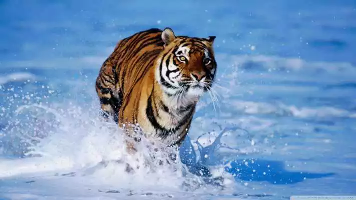 Play Tiger Wallpapers
