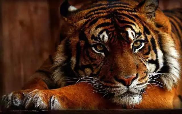 Play Tiger Wallpapers