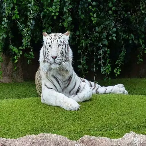Play Tiger White Tiger Wallpapers HD APK
