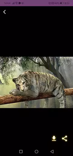 Play Tiger White Tiger Wallpapers HD as an online game Tiger White Tiger Wallpapers HD with UptoPlay