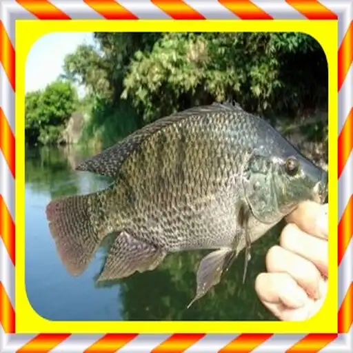 Play Tilapia Cultivation APK Play Tilapia Cultivation APK