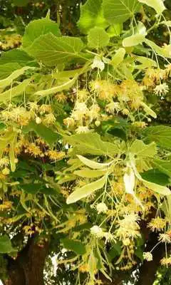 Play Tilia Wallpaper