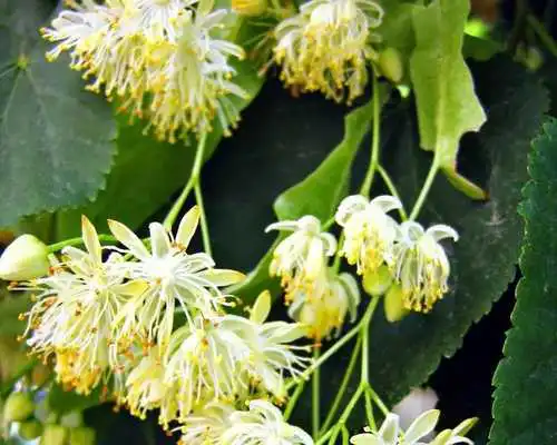 Play Tilia Wallpaper